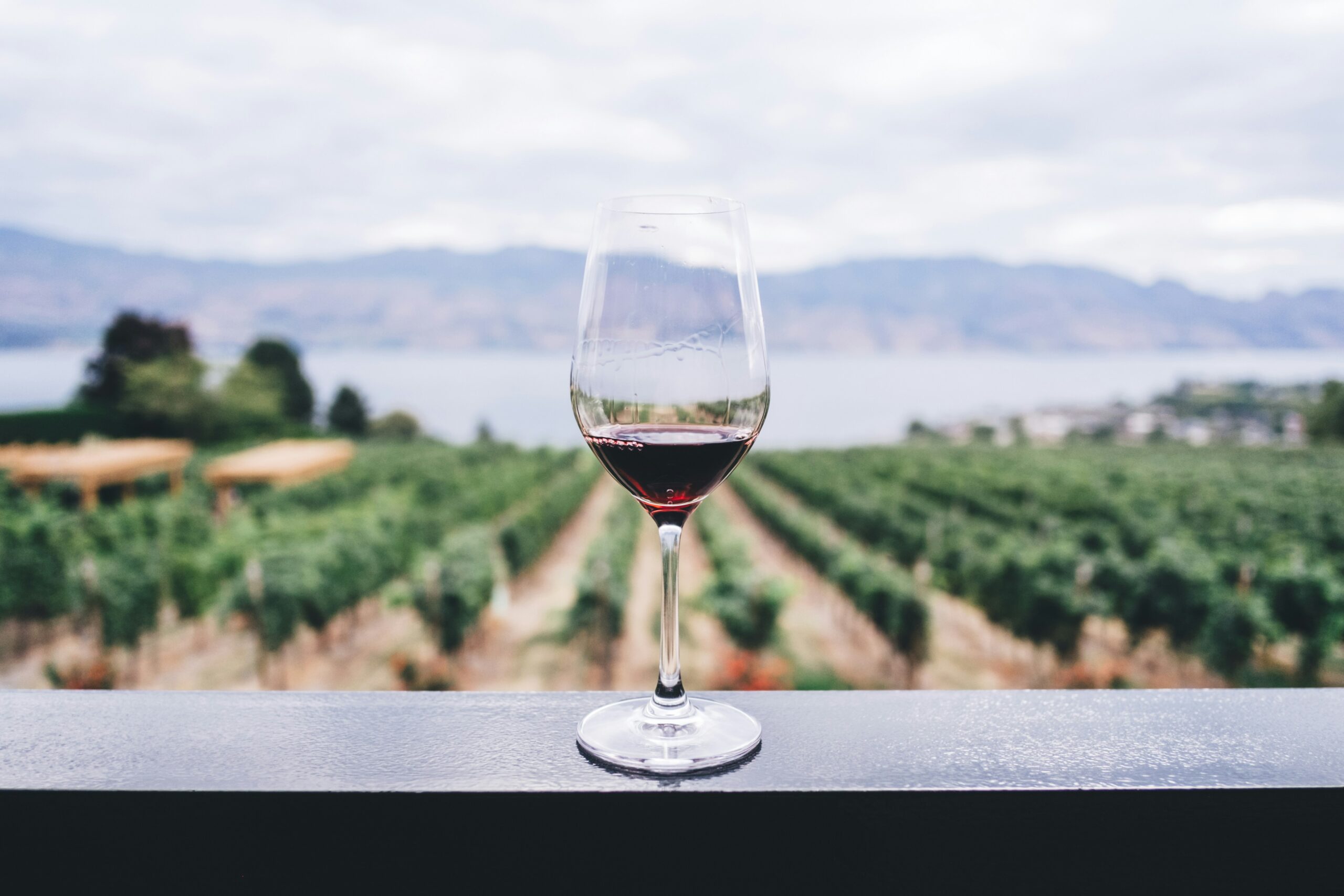 Bienvenidos al blog vinos de la rivera