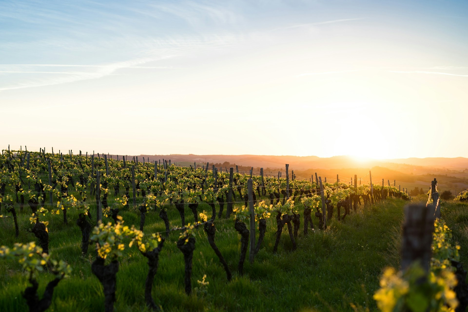 Nuevas añadas de vinos de la Ribera - vinosdelarivera