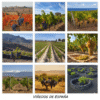 variedad de uvas españolas vinosdelarivera