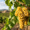 Viñedo de uva albillo mayor con un racimo de uva blanca en una rama como protagonista de la foto