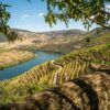 Viñedos cultivados en terrazas sobre laderas muy inclinadas, un ejemplo de viticultura heroica.