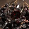 Copa de vino tinto descansando sobre racimos de uvas negras frescas.
