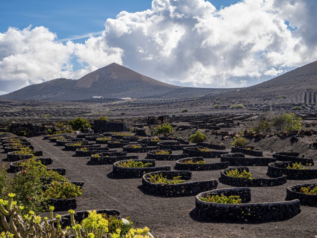 Viñedo en suelo volcánico de Lanzarote con cepas protegidas por muros circulares de piedra negra