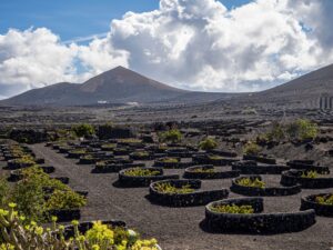 Viñedo en suelo volcánico de Lanzarote con cepas protegidas por muros circulares de piedra negra